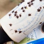 ticks found on a lint roller