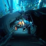 Top attractions to visit in Dubai is the Aquarium