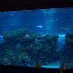 Dubai Aquarium has the largest viewing window of any aquarium in the world.