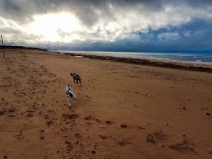 What to pack for Pet Friendly Travel