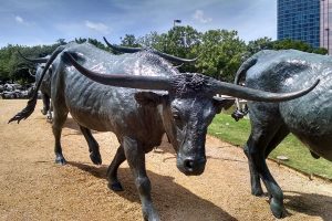Cattle Drive sculpture in Dallas Texas.