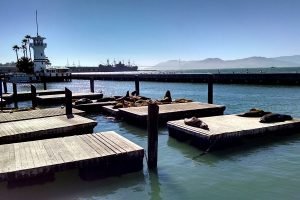 Pier 39 sea lions on the docks at Fisherman's Wharf.