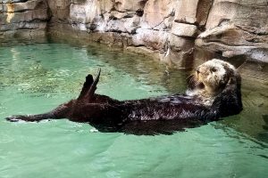 What are must do attractions when you visit Seattle