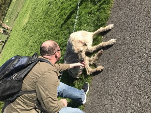 Saying goodbye to Mr Higgins, One of the Irish Wolfhound dogs that live here.