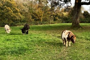 Ponies on the grounds of the castle.