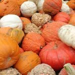 Best Pumpkin Patch to visit in Guelph Ontario