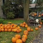 Take a day trip to the local pumpkin patch, like Strom's Farm in Guelph.