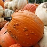 Roguetrippers pick some of the best pumpkins at Strom's Farm in Guelph