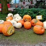 Where to get the Best Pumpkins in Guelph