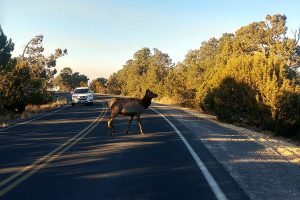 Make sure your brakes work when a deer jumps out in front of your vehicle on a Road Trip
