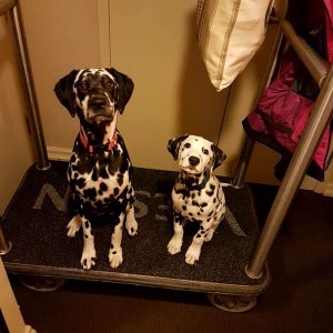 Westin Pet friendly hotels