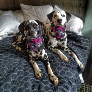 Random and Hazzard sleep on their own bedding and blankets to help cut down on messes left behind at the pet friendly hotel they stay at on a road trip.