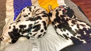 Randoms Travels bring their own blankets on a road trip to minimize any mess left behind at the pet friendly hotel.