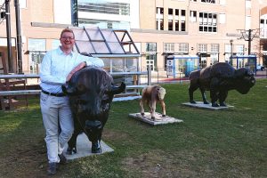 Buffalo statues in downtown