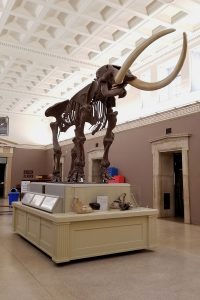 Mammoth Skeleton in the Buffalo Museum of Science