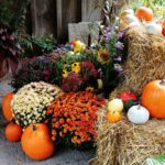 The best Farm Stores to visit in Ontario