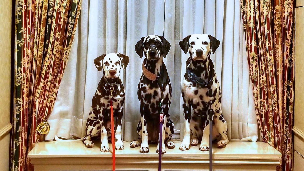 Roguetrippers travel with dogs and the Dalmatians love pet friendly hotels.