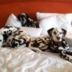 Roadtrip with the Dalmatians