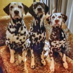 Roguetrippers often travel with 3 Dalmatians when on a road trip