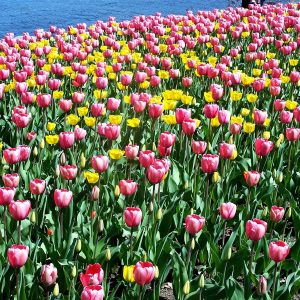 Field of tulips along the Ottawa River during Tulip Festival