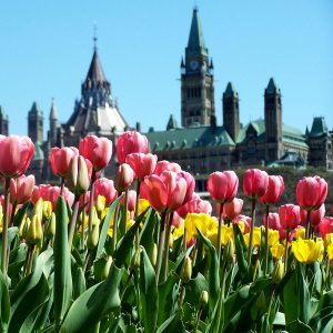 Ottawa Capital buildings with a field of Tulips