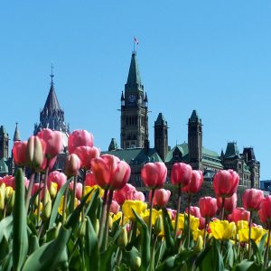 Ottawa Parliament with Tulips in the foreground.