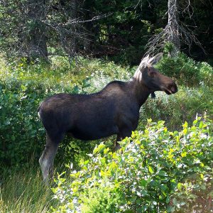Mooseare a popular site on the Cabot Trail.