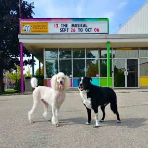 Cooper and Darwin - the Roguetrippers dogs love to visit the Guelph Little Theatre
