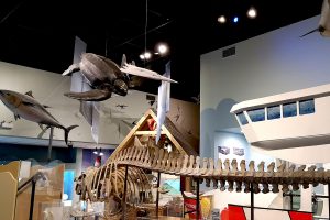 Visit the Museum of Natural History in Halifax when you are Nova Scotia Traveller