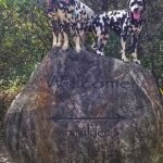 Randoms Travels Dalmatians pose for photos on hiking adventures