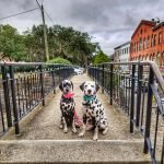 What to do when you visit Savannah, Georgia.