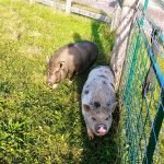 Roguetrippers love visiting the barnyard animals at Snyders Family Farm