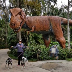 Bedlam Acres Dalmatians visit Dinosaur world on a Day trip from Orlando