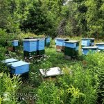 Beehives from Nith Valley Apiaries on site to help with pollination