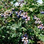 Where are the best places to Pick your own blueberries in Ontario