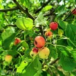 Crabapples growing