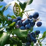 The best place for fresh Blueberries