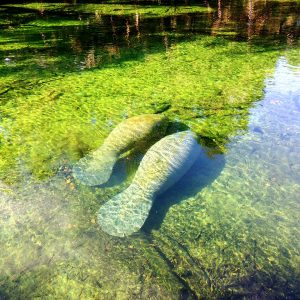 Roguetrippers loved watching Manatees in blue Springs State Park on a day trip from Orlando
