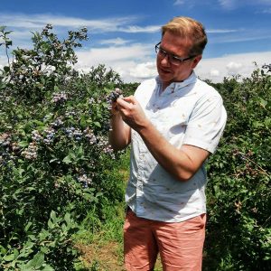 Blueberry picking at TNT Berries