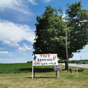 TNT Berries in Shakespeare Ontario