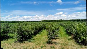 Blueberry fields forever at TNT Berries Stratford Ontario