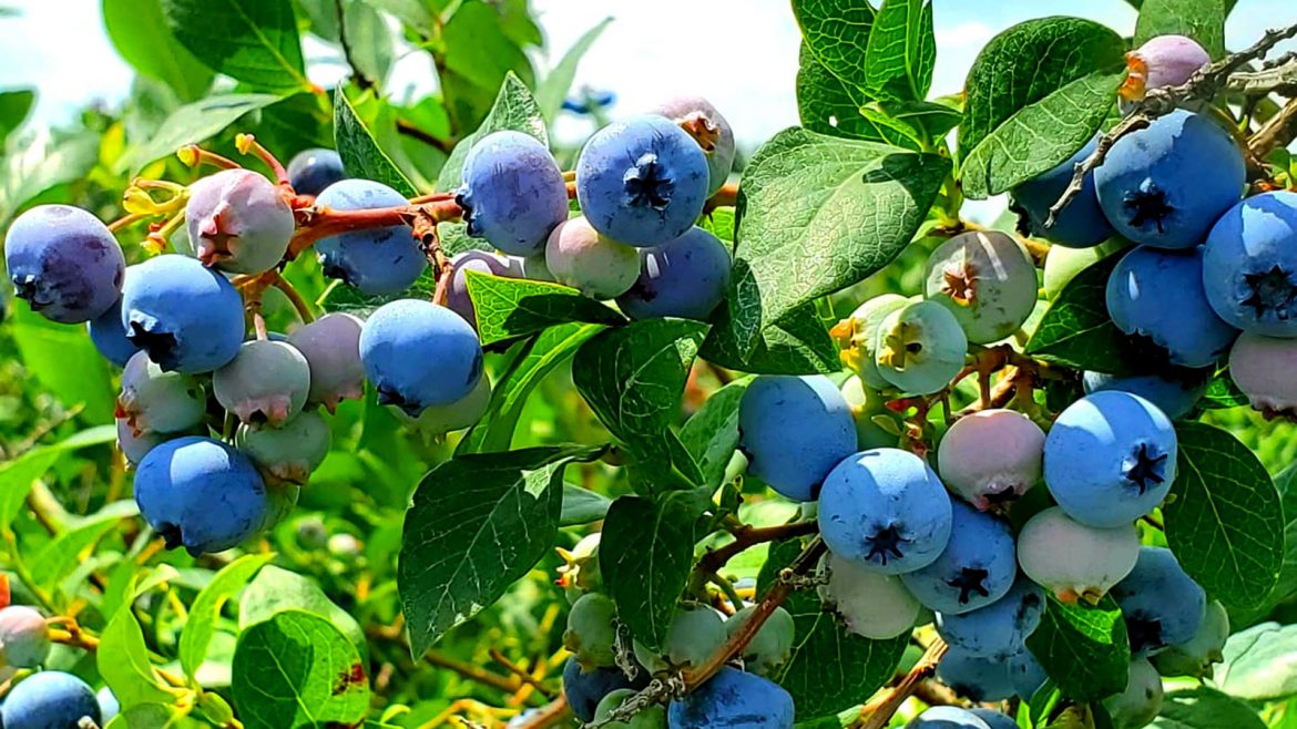 Roguetrippers go Blueberry picking at TNT Berries in Shakespeare, Ontario in Perth County