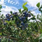 Top Pick-your-own berries in Ontario