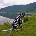 Bedlam Acres Dalmatians Pet Friendly Road Trips