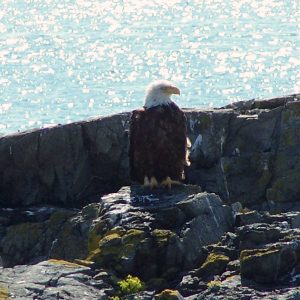 Wildlife viewing is a TOP thing to do in Bar Harbor Maine