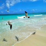 Tropical beach vacation at an all inclusive resort in cuba