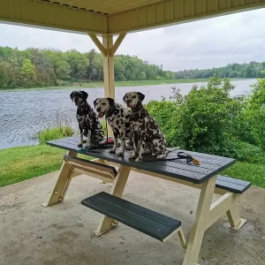 Dalmatians of Bedlam acres - planning a picnic with your dog