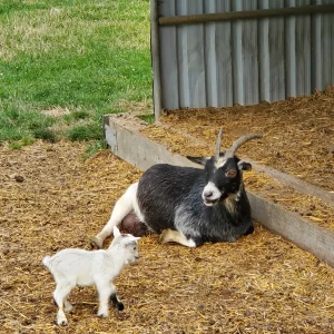 Cute Goats on the Road in Perth County.