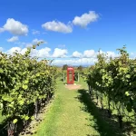 Luckett Vineyards is a popular destination for day trips from Halifax