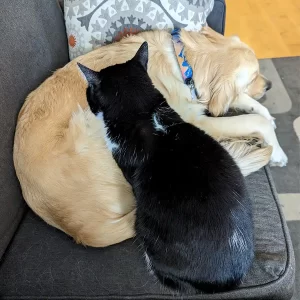 PetCare Planning tips